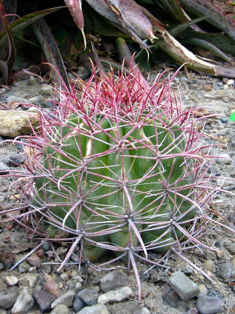 Fishhook Barrel Cactus; Arizona Barrel Cactus or Candy Barrel Cactus., (Ferocactus wislizenii), a...