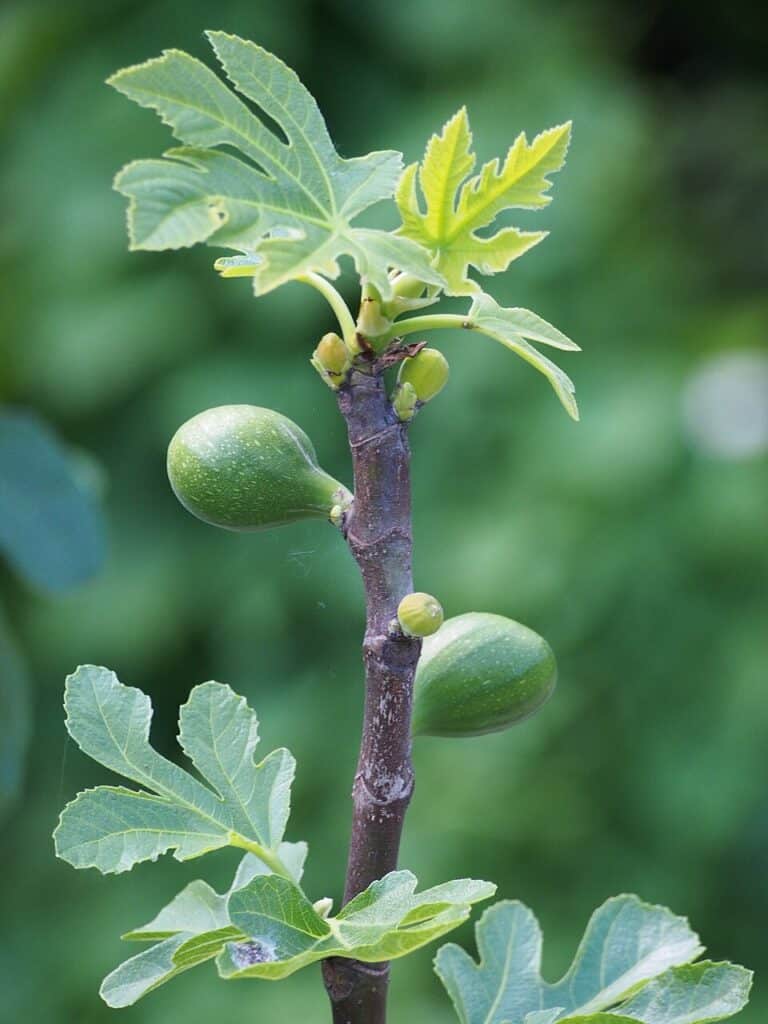 Common Fig, (Ficus carica), deciduous small tree or large shrub known for its lobed leaves and...