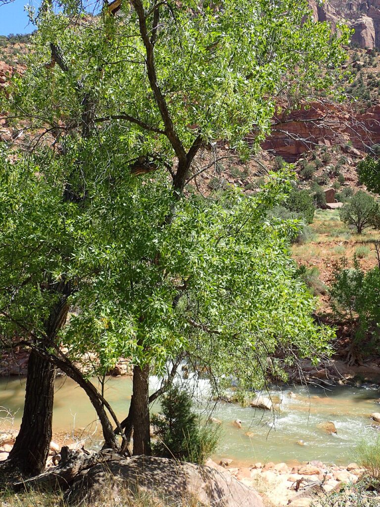 Velvet Ash, (Fraxinus velutina), a medium-sized deciduous tree native to the southwestern U.S.