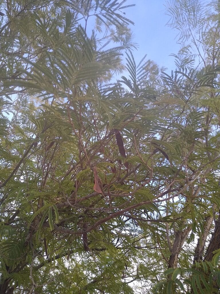 Feather Bush, (Lysiloma watsonii.), a small, airy, semi-evergreen tree native to the Sonoran...