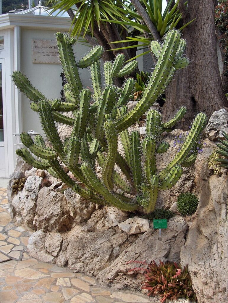 Candelabra Cactus, (Myrtillocactus cochal), a striking, tree-like succulent with multiple...