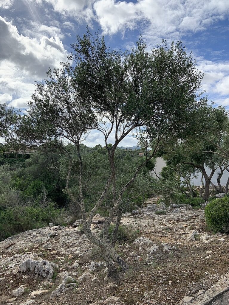 Fruitless Olive, (Oleo europaea.), a slow-growing, long-lived evergreen tree native to the...