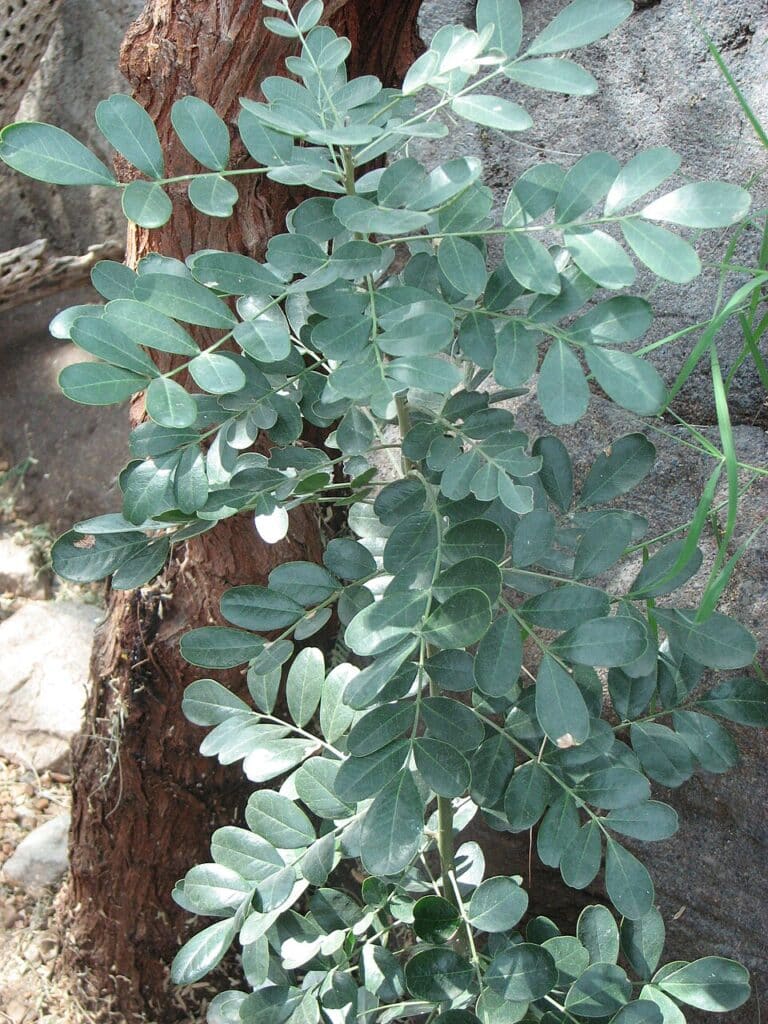 Desert Ironwood, (Olneya tesota), a slow-growing, long-lived evergreen tree native to the Sonoran...