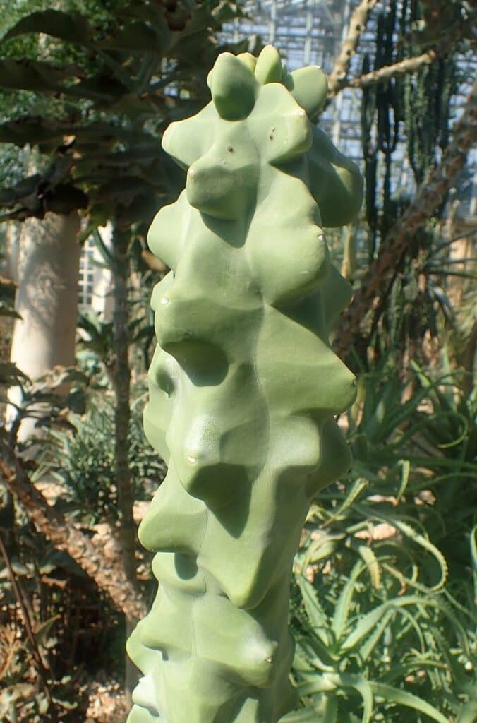 Totem Pole Cactus, (Pachycereus schottii f. monstrosus), the Totem Pole Cactus is a spineless,...