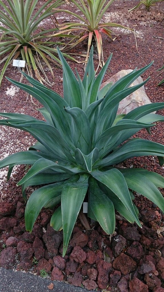 Smooth Agave, (Agave desmettiana), a visually appealing succulent with broad, smooth, light green...