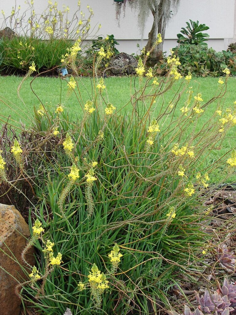 Shrubby Bulbine, (Bulbine frutescens), clumping, succulent perennial with fleshy grass-like...