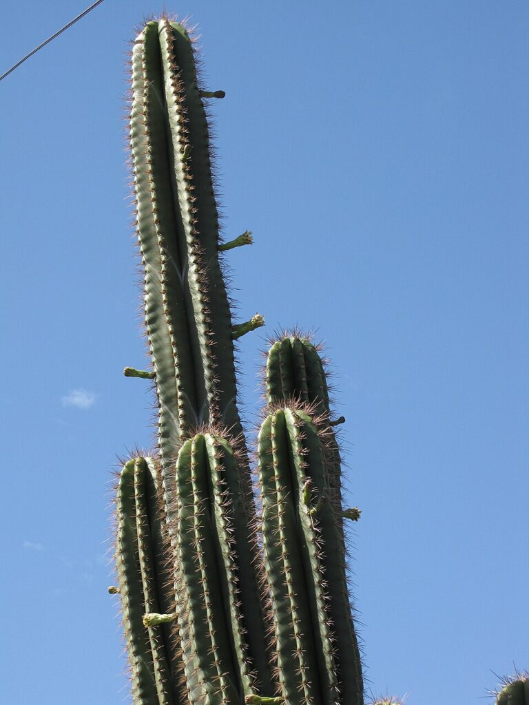 Senita Cactus, (Pachycereus schottii), there are two main forms: the standard Senita Cactus,...