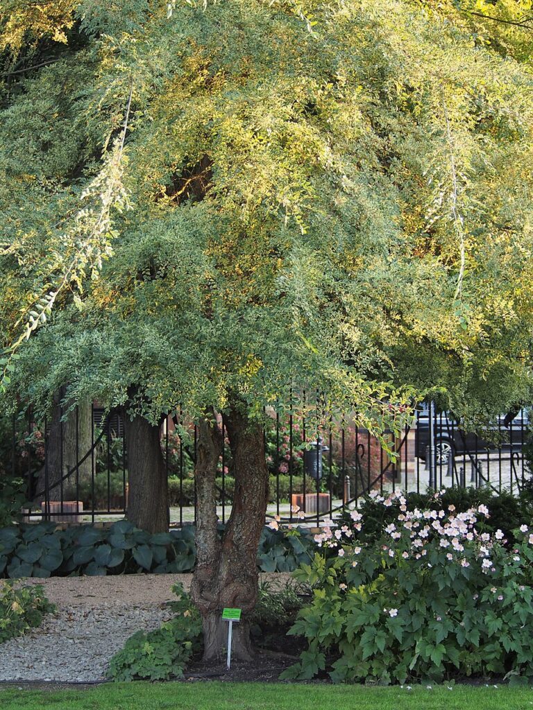 Chinese Elm, (Ulmus parvifolia), a hardy, semi-deciduous to evergreen tree native to East Asia,...