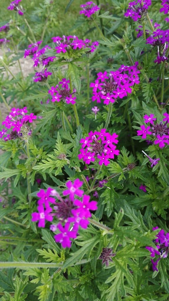 Slender Vervain, (Verbena rigida), a low-growing, clumping perennial with rough, narrow leaves...