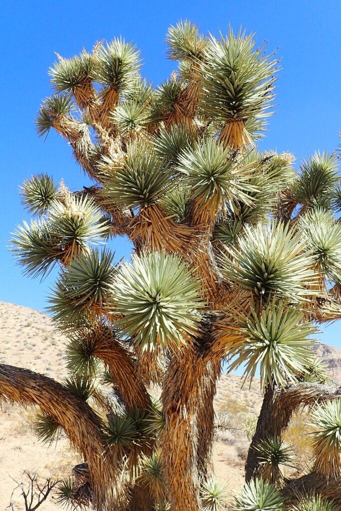 Joshua Tree, (Yucca brevifolia), a slow-growing, tree-like yucca native to the Mojave Desert in...