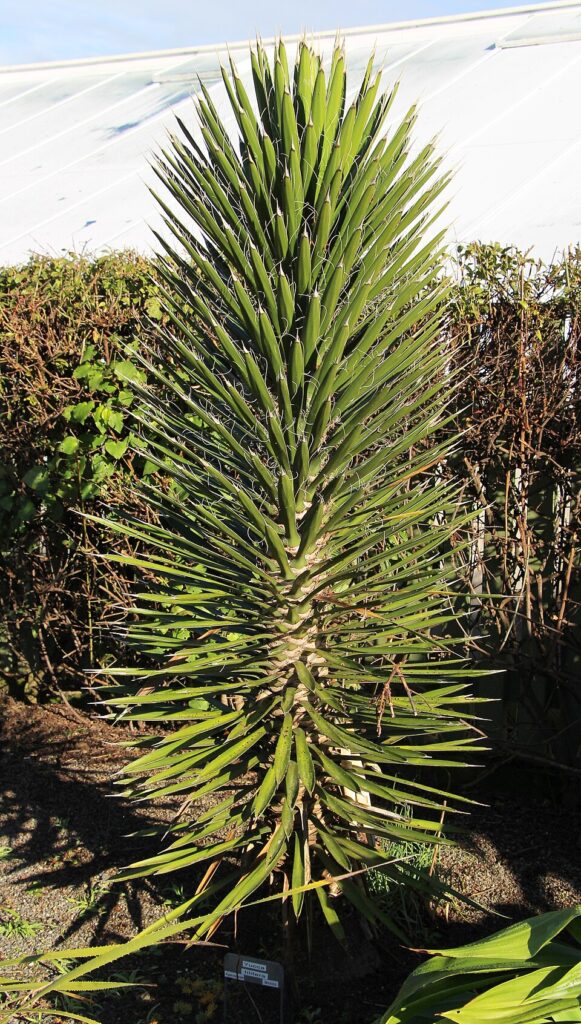 Palma China, St. Peter's Palm, (Yucca filifera), a bold, robust, tree-like yucca native to the...