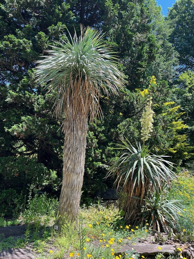 Thompson Yucca, (Yucca thompsoniana), a trunk-forming, small to medium-sized yucca native to west...