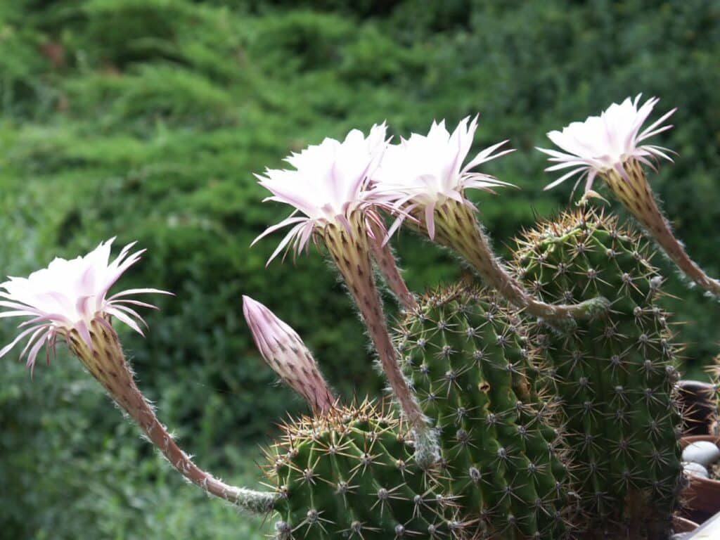 Easter Lily Cactus, (Echinopsis hybrid), echinopsis hybrids exhibit a variety of forms, ranging...