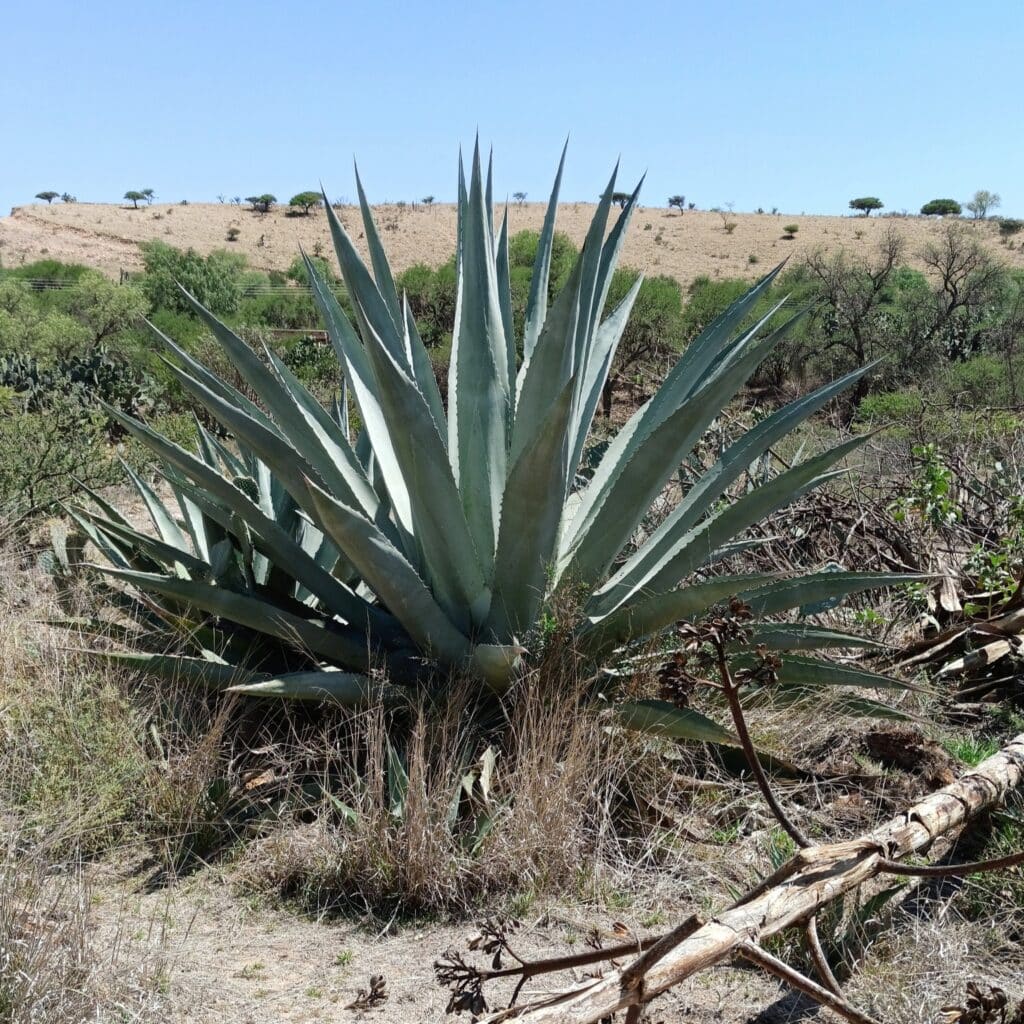 Agave Cornelius, (Agave americana 'Cornelius'), agave americana 'Cornelius' features wide, thick,...