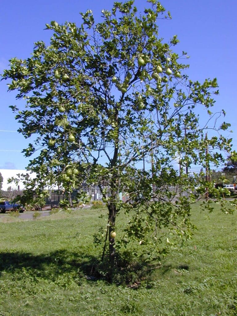 Pomelo Tree, (Citrus maxima (also Citrus grandis)), a large, evergreen citrus tree native to...
