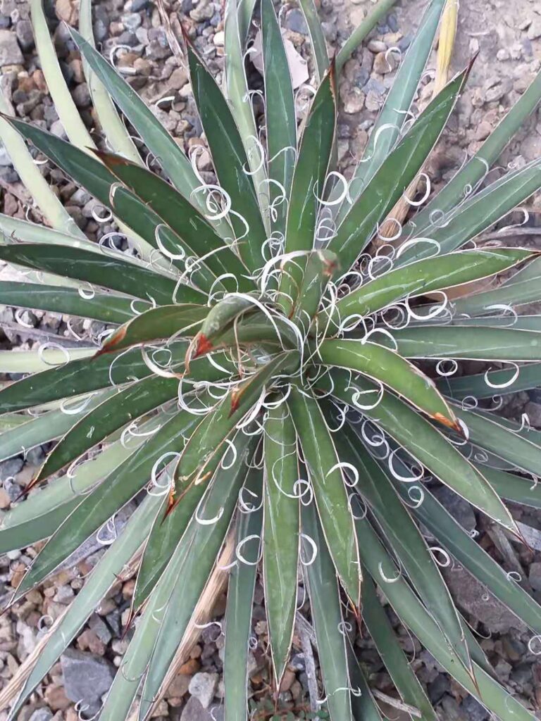 Thread-Leaf Agave, (Agave filifera subsp. schidigera), the Thread-Leaf Agave has long, narrow,...